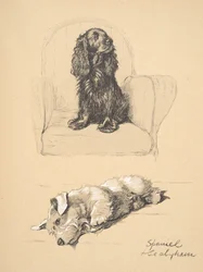 Spaniel and Sealyham, 1930, Illustrations from his Sketch Book used for 